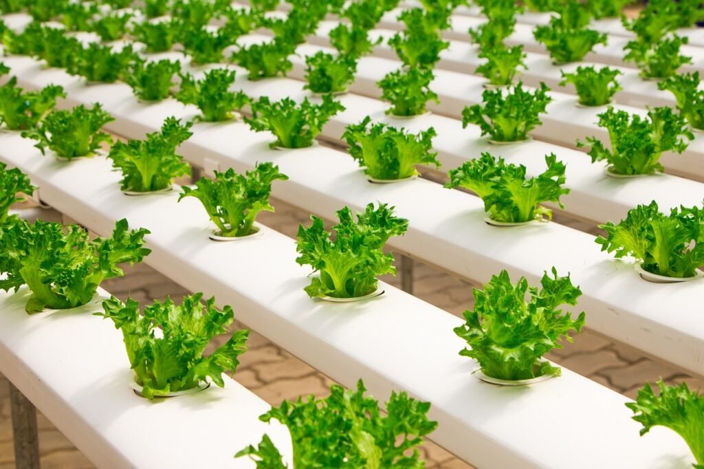 Hydroponic farming system with fresh green lettuce growing in nutrient-rich water.