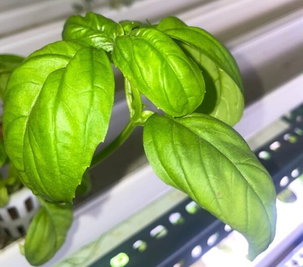 Basil - Image 2