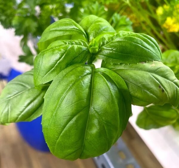 Basil - Image 3