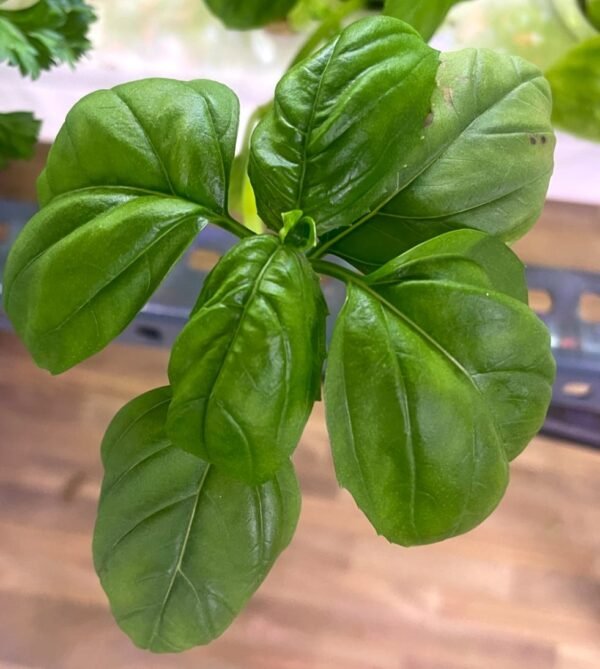 Basil - Image 4