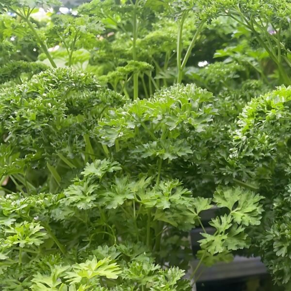 Parsley - Image 3