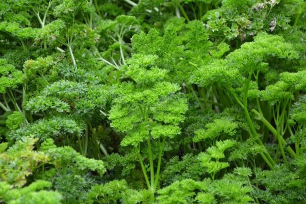 Parsley - Image 4