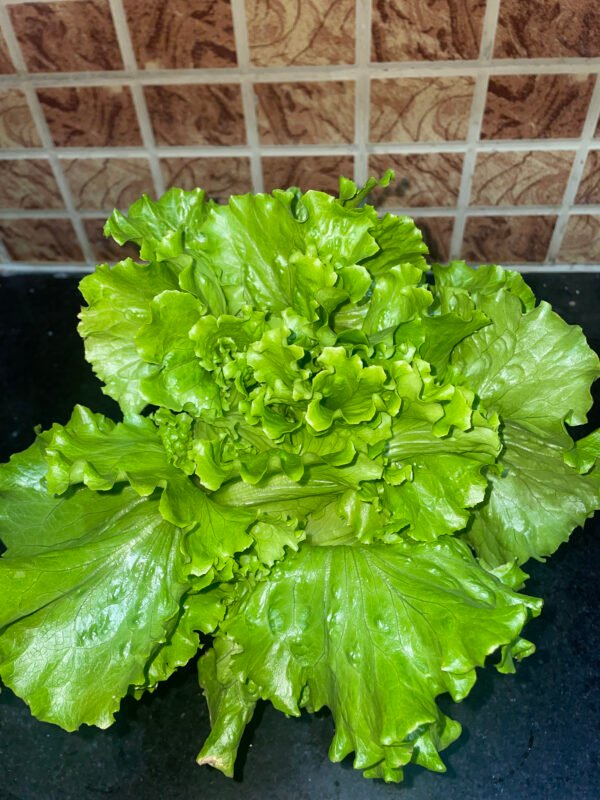 green lettuce