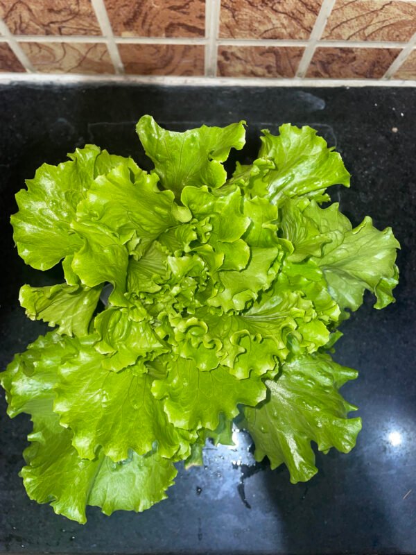 Green Lettuce - Image 4