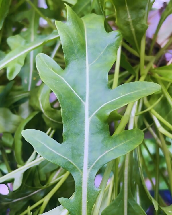 Arugula Leaf - Image 2