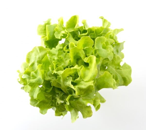 Green Lettuce - Image 2