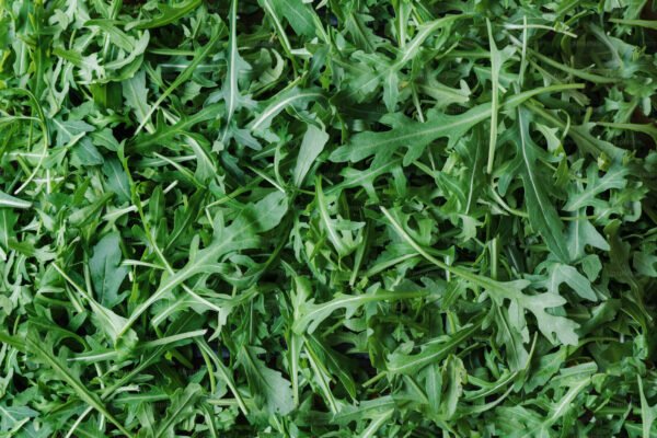 Arugula leaf