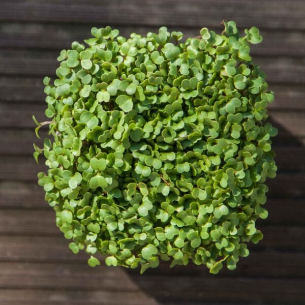 Microgreen turnip - Image 4
