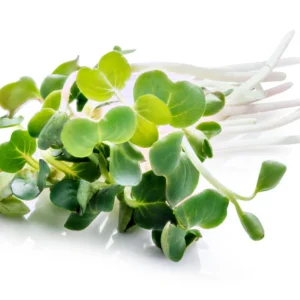 Microgreen turnip