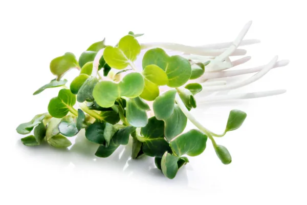 Microgreen turnip