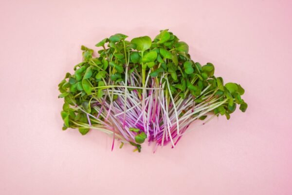 microgreen radish
