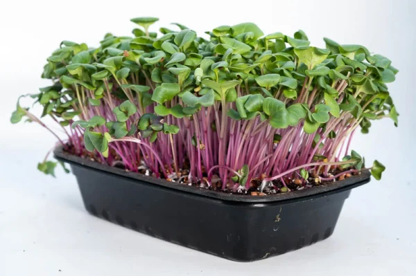 Microgreen Radish - Image 2