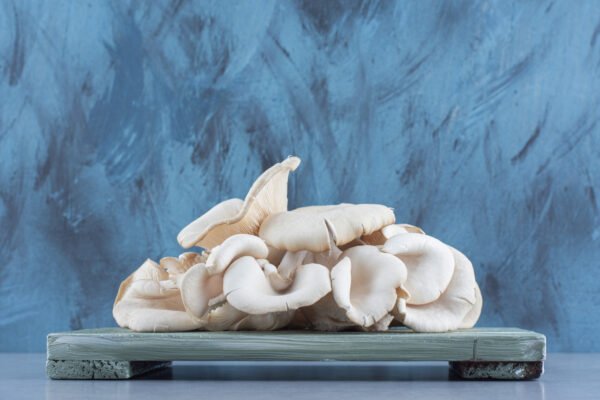 Oyster Mushroom - Image 2