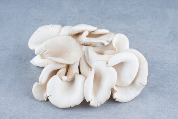 Oyster Mushroom - Image 3