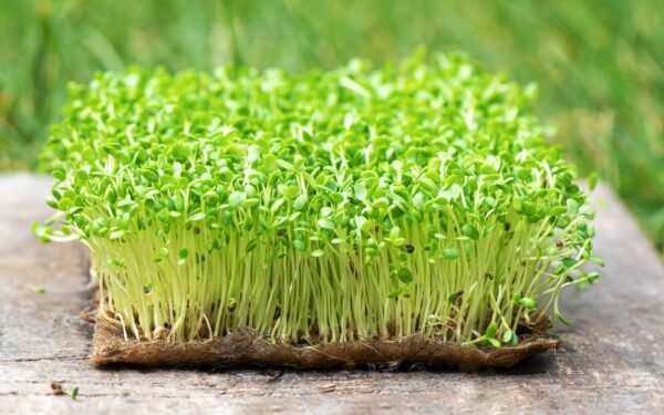 Microgreen Mustard - Image 3
