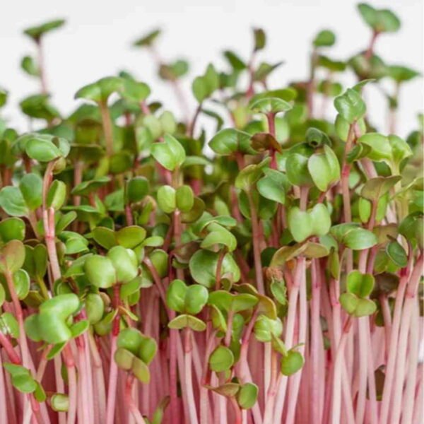 Microgreen Radish - Image 3