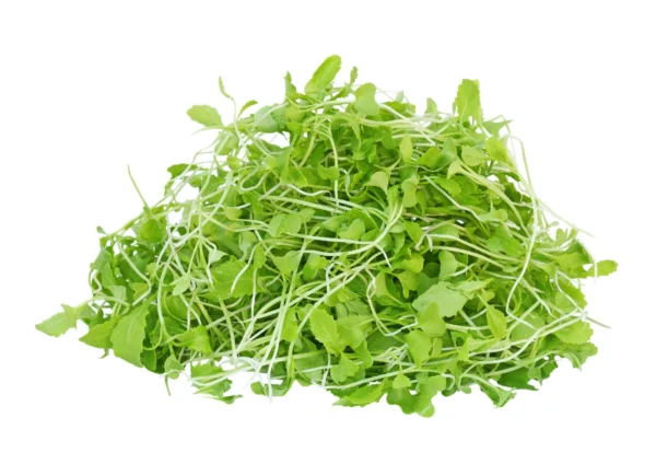 Microgreen Mustard - Image 4