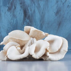 oyster mushroom