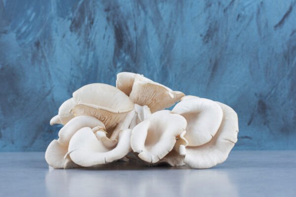 oyster mushroom
