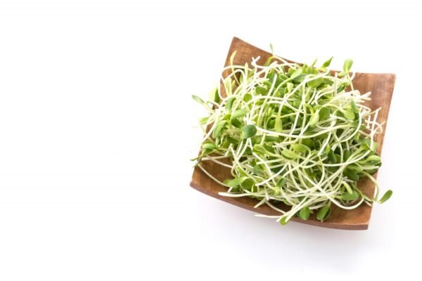 Microgreen Alfalfa - Image 3