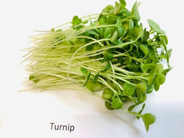 Microgreen turnip - Image 3