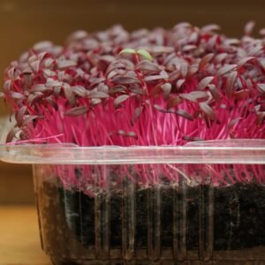 amaranth