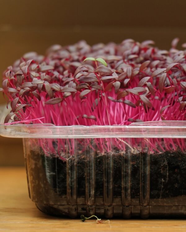 amaranth
