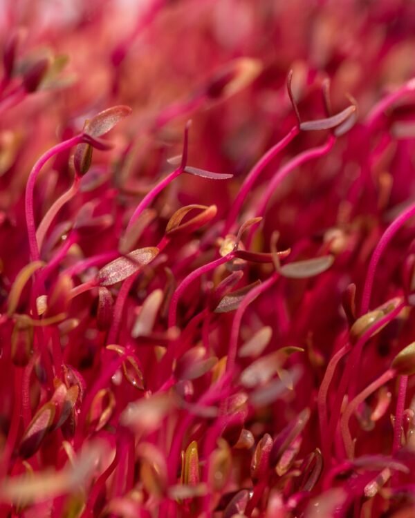 Microgreen Amaranth - Image 2