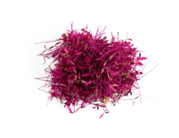 Microgreen Amaranth - Image 3