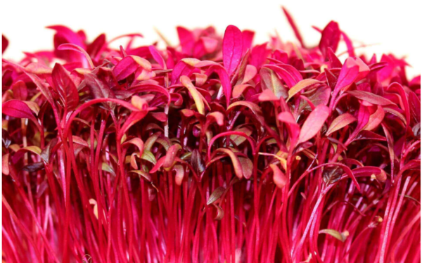 Microgreen Amaranth - Image 4