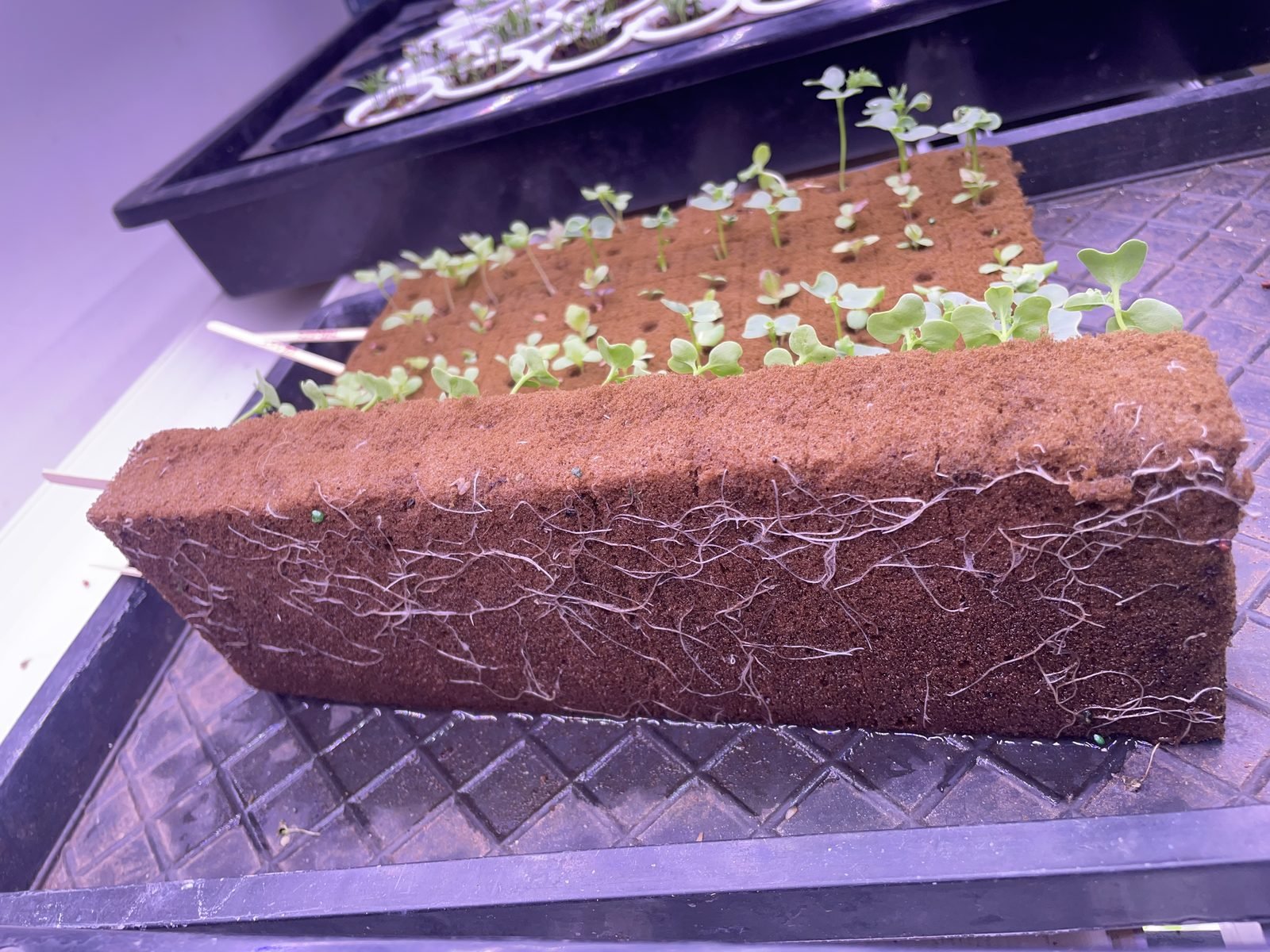 Hydroponic seedlings with roots growing through the growing media